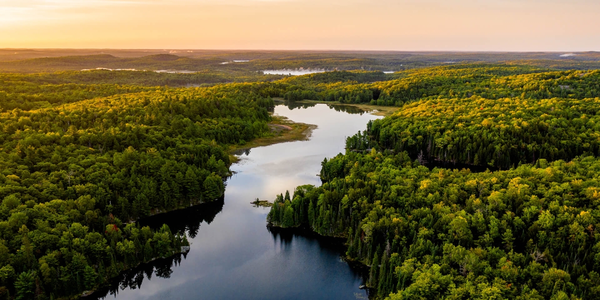 Aerial View of a River Running Through a Forest